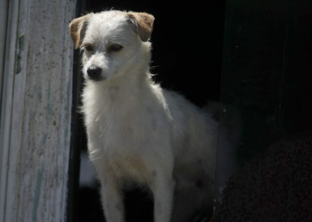 Ein obdachloses Mädchen wollte nicht in den Sexhandel einsteigen. Aber ein Mann aus Hayward sagte ihr, er würde ihren Hundebegleiter töten, wenn sie ginge, teilte die Polizei mit

