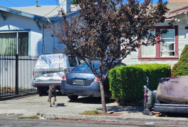 Ein Mann aus Oakland versuchte, „unkontrollierbare“ Hunde vor einem tödlichen Angriff aufzugeben, so offizielle Zeugen der Tierschutzbehörde

