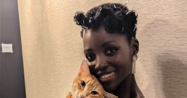 Lupita Nyong'o und andere Prominente waren von ihren Katzen besessen

