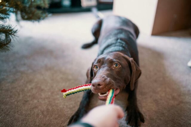 Sie sitzen mit Ihrem Hund drinnen fest? Hier sind 6 unterhaltsame Indoor-Aktivitäten zum Ausprobieren.

