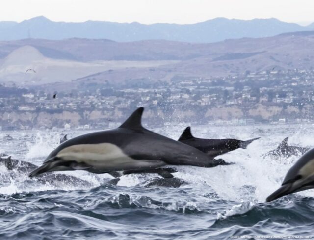 Delfin-Ansturm im Dezember vor kalifornischer Küste „außergewöhnlich“

