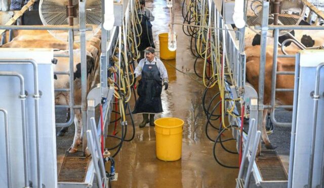 Der Staat hat den Verkauf von Rohmilch aufgrund einer Infektion mit dem Vogelgrippevirus ausgesetzt

