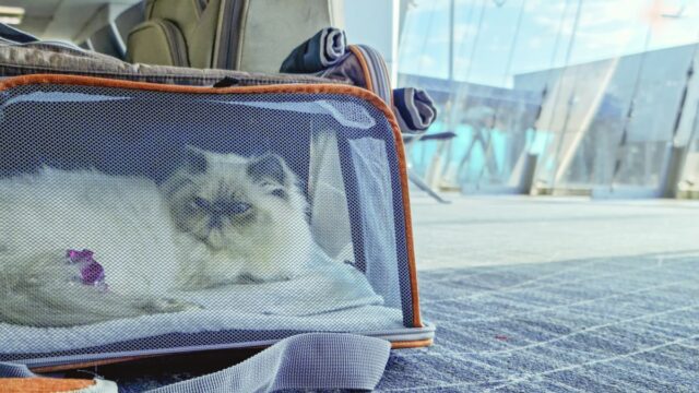 Eine Katze hat in ein Flugzeug gekackt. Was dann geschah, löste eine virale Luftfahrtsaga aus.

