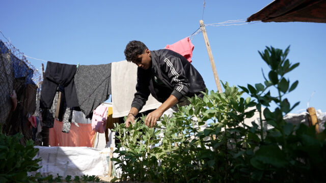 Palästinensischer Junge baut Gemüse für die Hungernden in Gaza an

