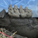 Im Hinterhof eines Paares gefundene Mastodon-Zähne könnten Aufschluss über die Eiszeit in New York geben