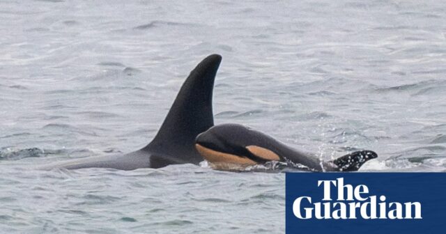 Trauernder Orca trägt den Körper eines Kalbs, noch einmal mit totem Baby zu sehen

