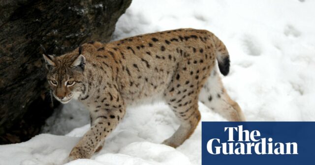 Zwei Luchse auf freiem Fuß in den schottischen Highlands

