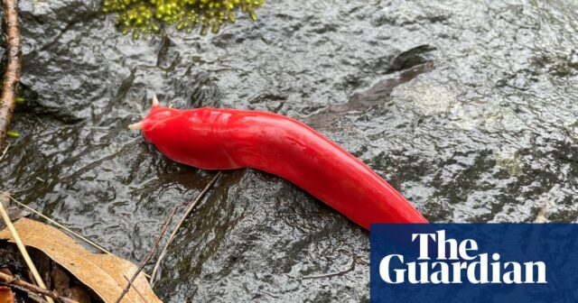 Riesige rosa Schnecke feiert Comeback auf erloschenem Vulkan im NSW-Nationalpark

