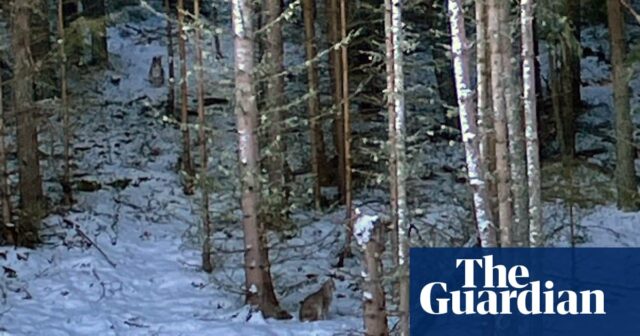 Nach weiteren Luchssichtungen besteht Befürchtung, dass es in den schottischen Highlands zu einer „wilden Wiederverwilderung“ kommt

