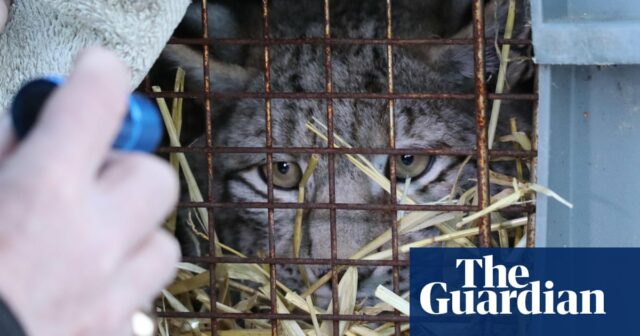 Jeder vierte in den schottischen Highlands gefangene Luchs stirbt

