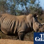 Zebra bei „Vorfall“ mit Nashorn im Zoo von Colchester getötet