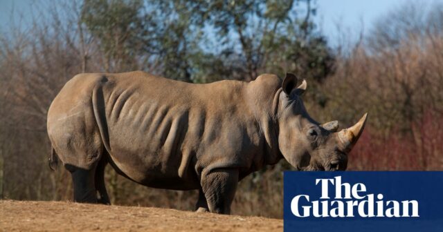 Zebra bei „Vorfall“ mit Nashorn im Zoo von Colchester getötet

