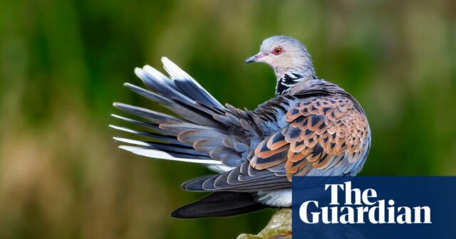 Puh! Das Abschussverbot für Turteltauben führt zur Erholung der Vogelarten

