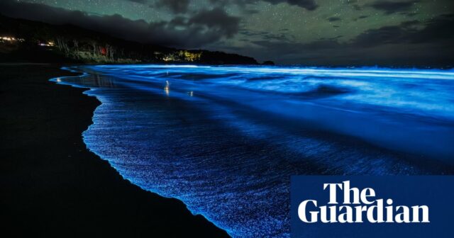 „Erstaunliche Lichtshow“: Spektakuläre Biolumineszenzblüte kehrt an die Küste Tasmaniens zurück

