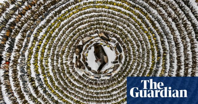 Die Lebenden kommen in Papiertüten, die Toten in den Gefrierschrank: Die Freiwilligen retten Vögel, die gegen die Fenster fliegen

