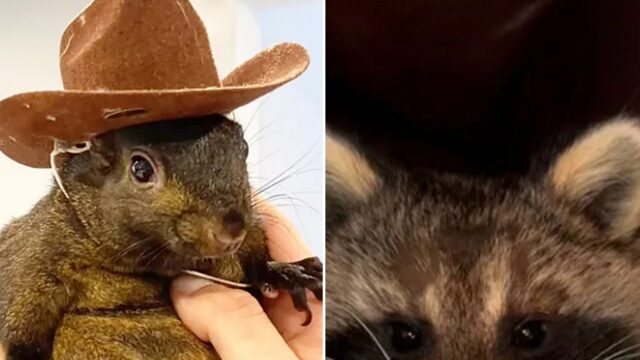 Die Besitzer des Eichhörnchens Peanut und des Waschbären Fred fordern die Rückgabe der Leichen

