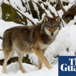 Schweden beginnt mit der Wolfsjagd, um die Population des gefährdeten Tieres zu halbieren