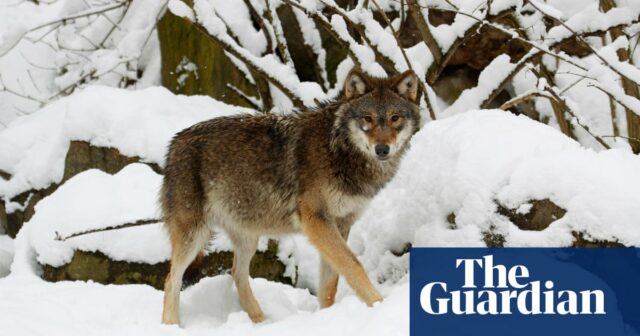 Schweden beginnt mit der Wolfsjagd, um die Population des gefährdeten Tieres zu halbieren

