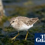 Vogelbeobachtung: eine unwahrscheinliche Begegnung mit dem wenigsten Flussuferläufer in Somerset