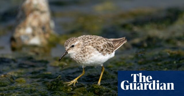 Vogelbeobachtung: eine unwahrscheinliche Begegnung mit dem wenigsten Flussuferläufer in Somerset

