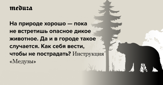 Es tut gut, in der Natur zu sein – bis man einem gefährlichen Wildtier begegnet. Ja, das passiert auch in der Stadt. Wie verhält man sich, um nicht verletzt zu werden? „Medusa“-Anleitung, die bei der Begegnung mit einem Bären, Elch und anderen Tieren hilfreich ist

