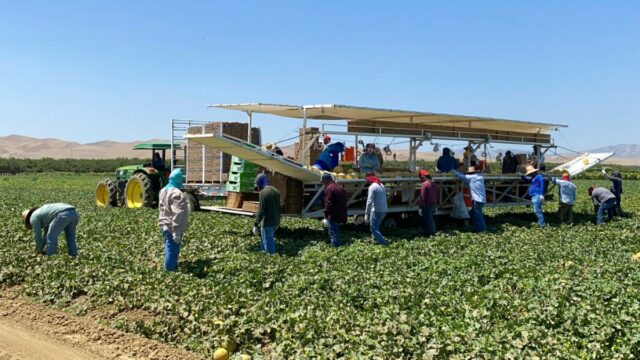 „Die Felder waren einsam“: Migrationsüberfälle sorgen für Gänsehaut im ländlichen Kalifornien

