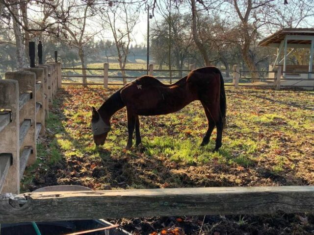 Frau verhaftet, nachdem 27 Pferde in San Joaquin County Immobilien tot aufgefunden hatten

