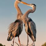 Der Valentinstag ist für die Vögel im Campbell Park