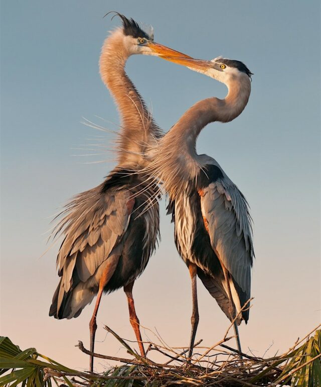 Der Valentinstag ist für die Vögel im Campbell Park

