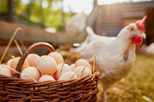 Zu viel für Eier bezahlen? Vögel könnten sagen, dass wir für diese kleinen Wunder nicht genug bezahlen

