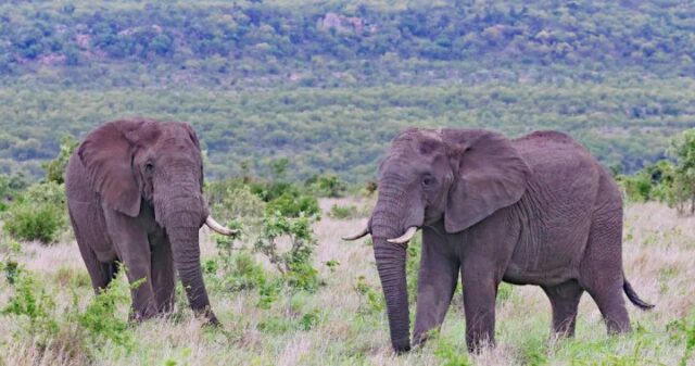 Touristen, die von Elefant in Südafrika zu Tode gebracht werden, während er versucht, Kinder zu retten

