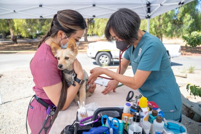 Humane Society hat Ratschläge für den Monats von Spay/Neutral Awareness

