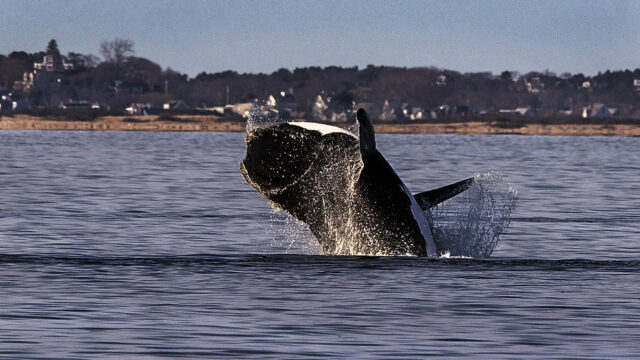 A right whale emerges from Atlantic Ocean off East Coast.