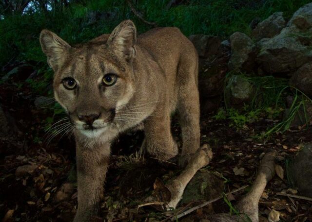 Berglöwenangriff löst Warnung in der Stadt Sierra aus, in der ein Bär eine Frau getötet hat

