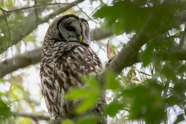 Bay Area Audubon Society schließt sich Rechtsangestellten über den Owl -Tötungsplan an

