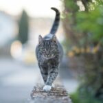 Warum brüskiert die Berkeley-Katze ihren Besitzer nach Chemotherapie und Steroidbehandlungen?