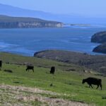 In einem historischen Abkommen erzielen Viehzüchter aus Point Reyes, der Nationalparkdienst und Umweltschützer eine Einigung über umstrittenes Land