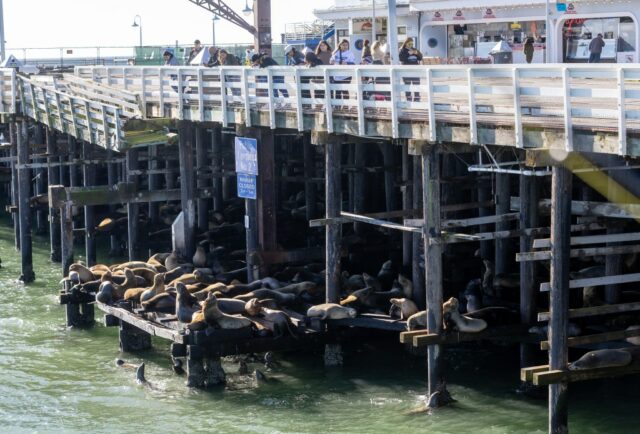 Die Seelöwen von Santa Cruz wurden durch den Einsturz des Kais in engere Räume gedrängt, aber es gibt weiterhin hervorragende Sichtmöglichkeiten

