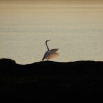 Wo wir leben: Nature im Coyote Hills Regional Park beleuchtet