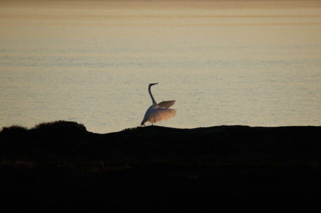 Wo wir leben: Nature im Coyote Hills Regional Park beleuchtet

