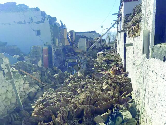 a cow stands on the rubble in shigatse in china s tibet region after an earthquake hit the area photo afp