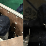 Gorillababy erholt sich nach Rettung aus dem Frachtraum eines Flugzeugs in der Türkei