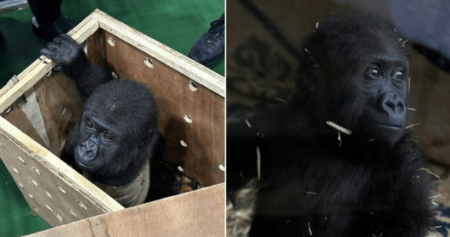 Gorillababy erholt sich nach Rettung aus dem Frachtraum eines Flugzeugs in der Türkei

