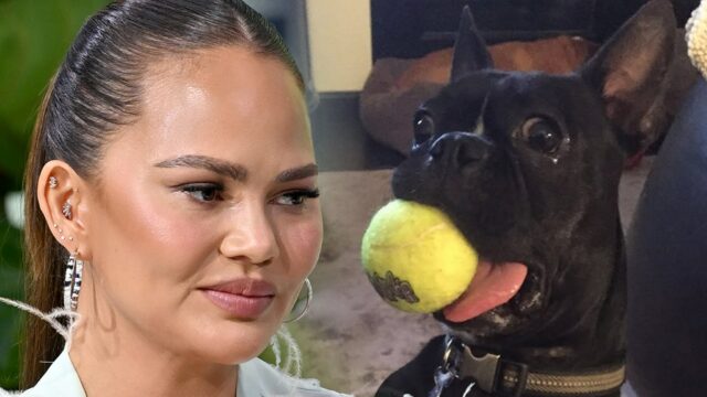 Chrissy Teigen kündigt den Tod des Hundes an

