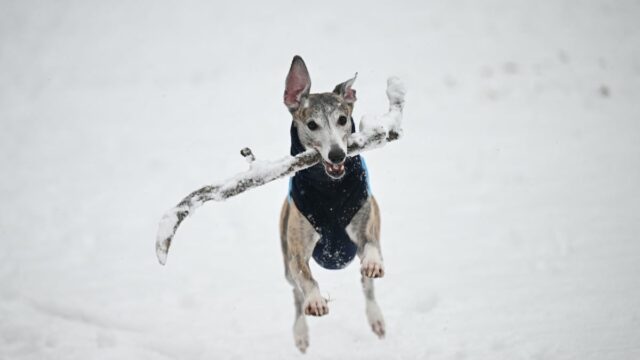 Hunde aus dem Süden, die zum ersten Mal Schnee erleben, sind sehr herzerwärmend

