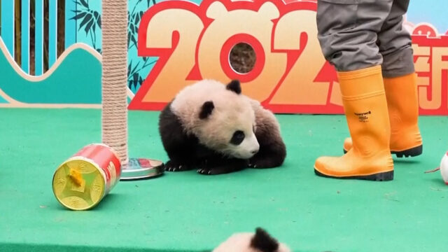 Video: Dutzende Pandababys versammeln sich zur Feier des neuen Mondjahres

