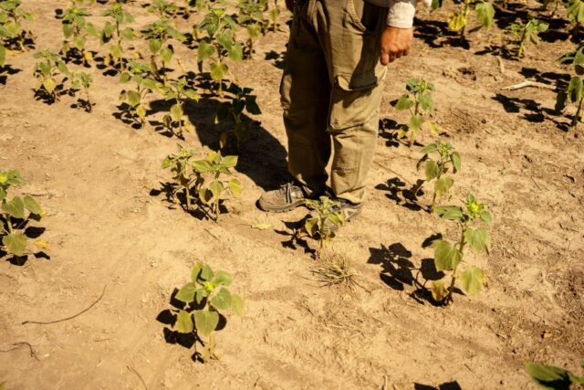 La Niña entsteht im Pazifik und löst globale Wetterveränderungen aus

