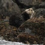 Marine Otter aus Vancouver Island Prime Verdächtige in Rio Oting Todesfällen. Forscher sagen, dies sei nicht ungewöhnlich