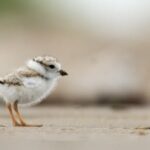 Regenpfeifer in gefährlichen Zeiten: Gefährdete Vögel sind möglicherweise wieder an den Küsten von NB zu finden