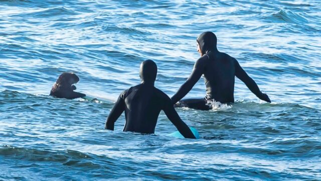 Otter surft nicht mit: Seeotter klettert mit Surferwarnung an Bord

